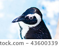 海角企鵝 43600339