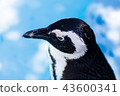 海角企鵝 43600341