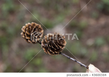 Larch pine pine cone / Nagano Prefecture Nagano City Togaki Larch pine pine cone / Nagano Prefecture Nagano City Togaki 43600384