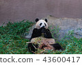 熊貓吃竹草 43600417