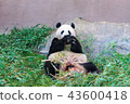 熊貓吃竹草 43600418