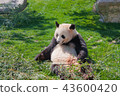 貓熊 43600420
