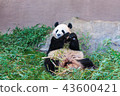 熊貓吃竹草 43600421