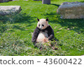 貓熊 43600422