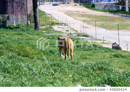 女獅子後視圖 女獅子後視圖 43600424
