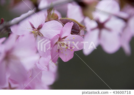 Ooyama Zakura of Togakushi Forest Botanical Garden / Nagano City, Nagano Prefecture 43600718