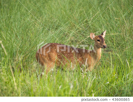 Sika or spotted deer in elephant grass tangle 43600865