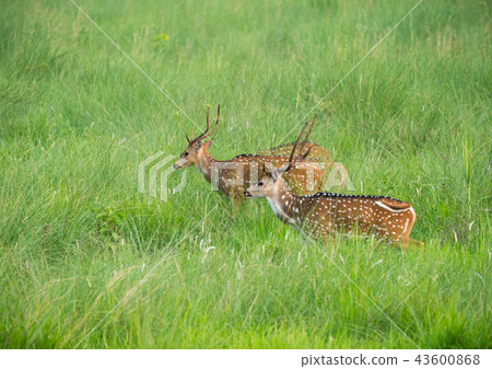 Sika or spotted deers herd in the elephant grass 43600868