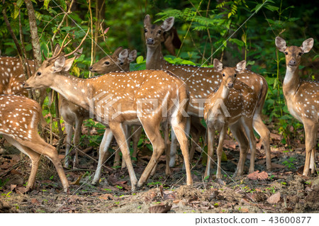 Sika or spotted deers herd in the jungle Sika or spotted deers herd in the jungle 43600877