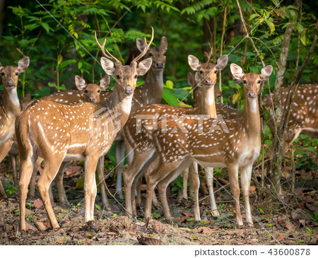 Sika or spotted deers herd in the jungle 43600878