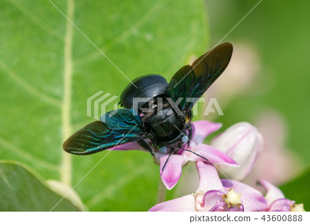 Xylocopa valga or carpenter bee on Apple of Sodom Xylocopa valga or carpenter bee on Apple of Sodom 43600888