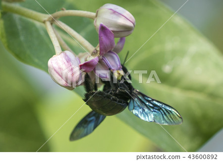 Xylocopa valga or carpenter bee on Apple of Sodom 43600892