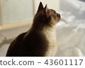 冬天的貓 43601117
