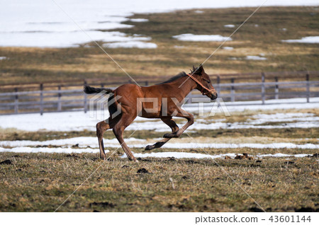 Galloping foal Galloping foal 43601144