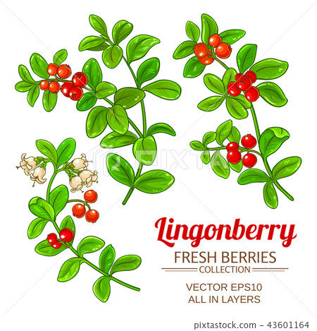 lingonberry plant vector 43601164
