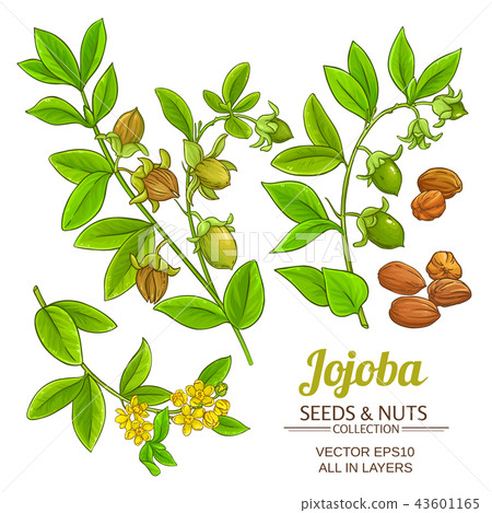 jojoba plant vector 43601165