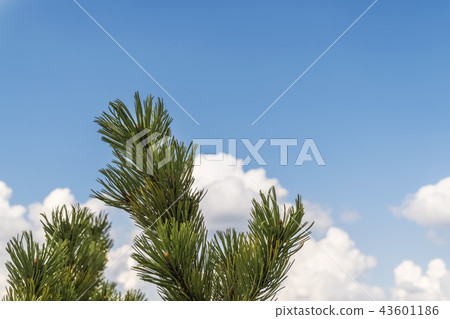 Branch of spruce on the sky background Branch of spruce on the sky background 43601186