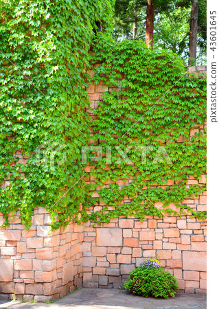 Brick wall of Lockhart Castle 43601645