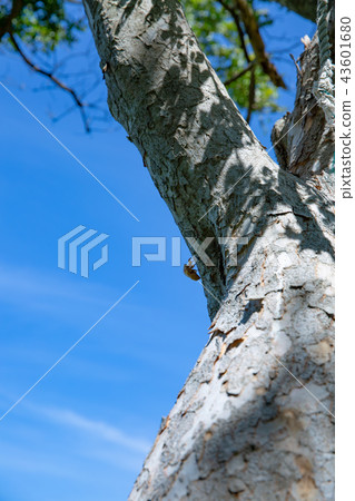 Summer big tree Summer big tree 43601680