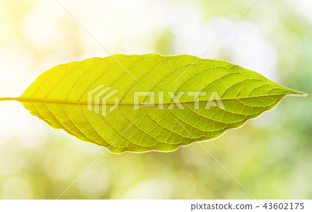 Mitragyna speciosa korth a drug from plant. Mitragyna speciosa korth a drug from plant. 43602175
