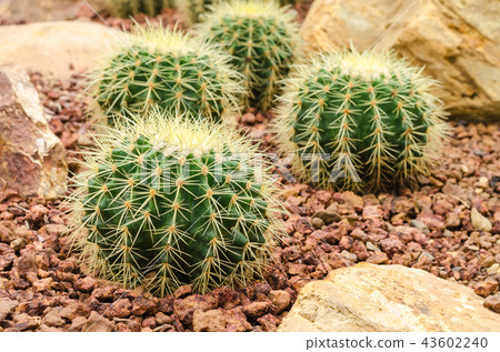 Golden Barrel Cactus plant Golden Barrel Cactus plant 43602240