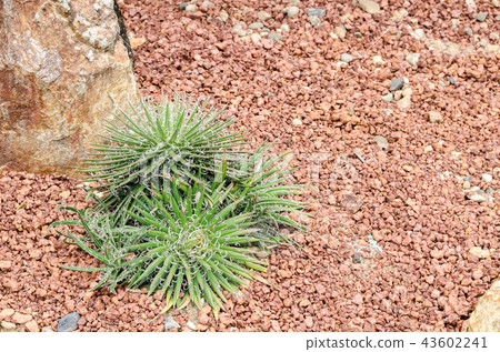 Agave filifera Agave filifera 43602241