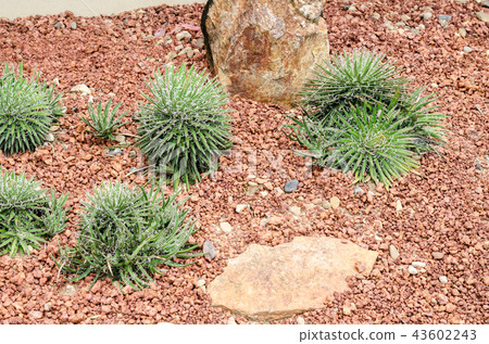 Agave filifera 43602243