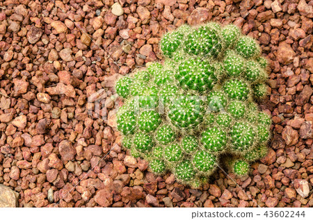 Echinopsis Calochlora Echinopsis Calochlora 43602244