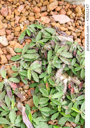 Euphorbia decaryi Euphorbia decaryi 43602247