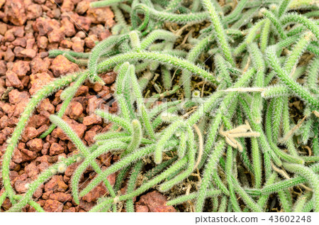 Succulent plants in garden Succulent plants in garden 43602248