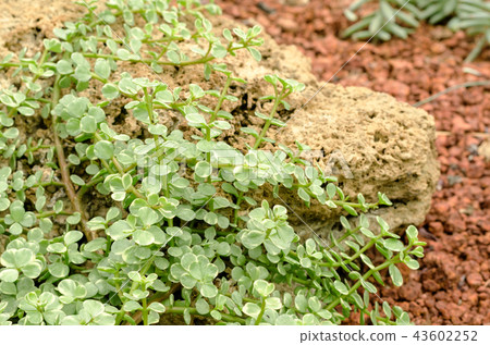 Succulent plants in garden 43602252