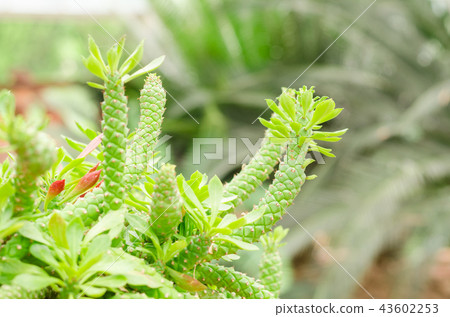 Succulent plants in garden Succulent plants in garden 43602253