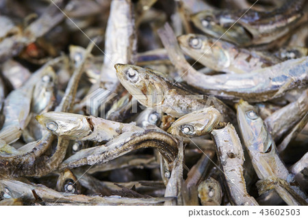 小幹沙丁魚 43602503