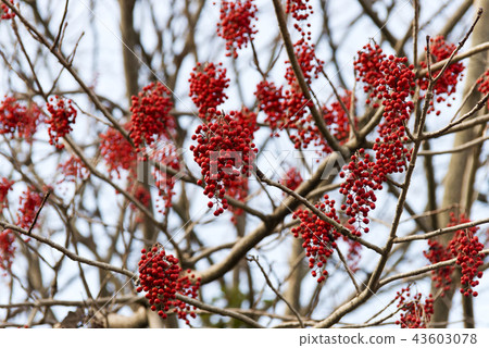 黃色土豆的果子 黃色土豆的果子 43603078