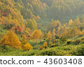 Shiga Kogen (Nozomi) 43603408
