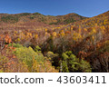 Shiga Kogen (Oku Shiga) 43603411
