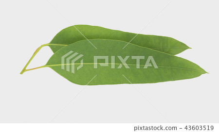 eucalyptus isolated on gray background eucalyptus isolated on gray background 43603519