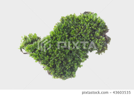 Green moss on gray background, clipping path 43603535