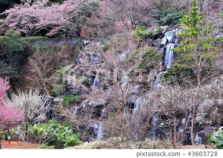 新鮮的綠色熱海梅花園 43603728