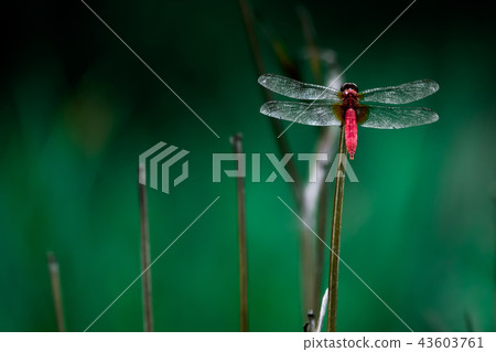 Red dragonfly 43603761