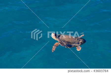 turtle in the sea 43603764