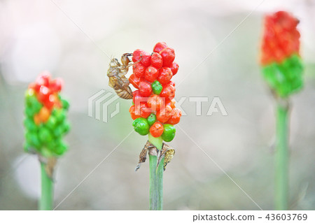 Orange snake plant fruits (Summer, July) 43603769
