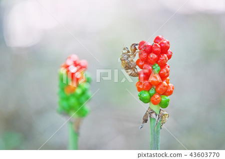 橙毒蛇果(夏季,七月) 橙毒蛇果(夏季,七月) 43603770