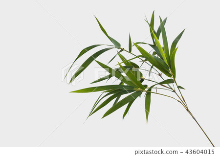 bamboo isolated on gray background  43604015