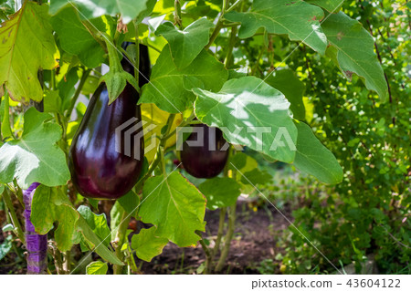 Home grown eggplant 43604122