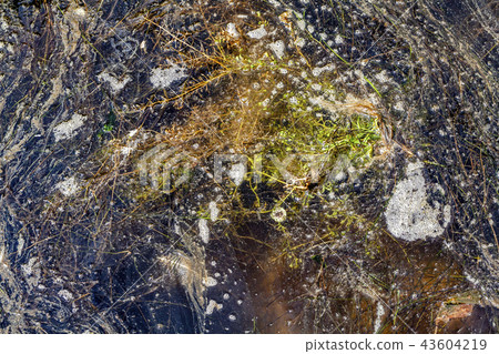 Closeup of an algal bloom of freshwater suffering from severe eutrophication after a long heat Closeup of an algal bloom of freshwater suffering from severe eutrophication after a long heat 43604219