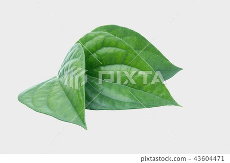 Green betel leaf isolated on the gary background 43604471