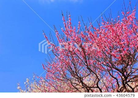Clear blue sky and red and white plum blossoms Clear blue sky and red and white plum blossoms 43604579