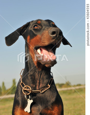young doberman pinscher 43604593