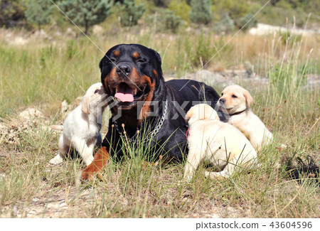 rottweiler and puppies labrador rottweiler and puppies labrador 43604596